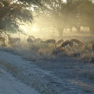 Springbok Kgalagadi Gemsbok Park South Africa