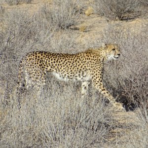 Cheetah Kgalagadi Gemsbok Park South Africa