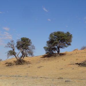 Kgalagadi Gemsbok Park South Africa