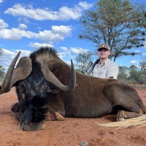 Black Wildebeest Hunting South Africa