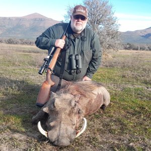 Warthog Hunting South Africa