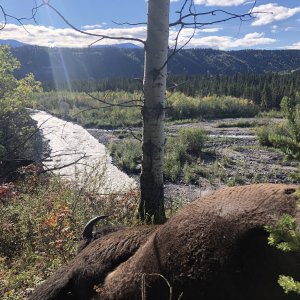 Alaska Wood Bison Hunt