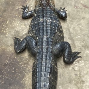 8 Feet & 8 Inches Alligator Hunt