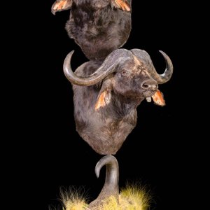 Buffalo Shoulder Pedastal Mount Taxidermy