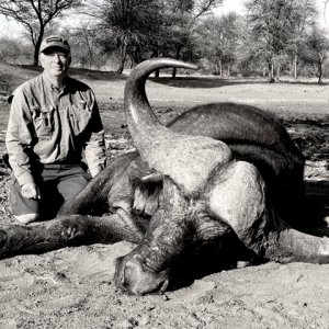 Buffalo Hunt South Africa