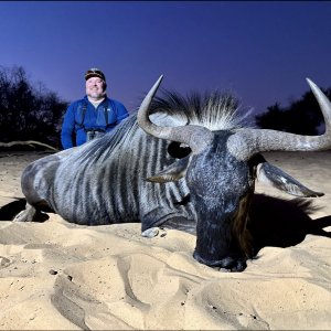 Blue Wildebeest Hunt South Africa