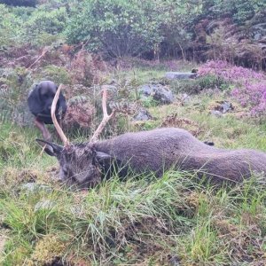 Sika Stag Hunt Scotland