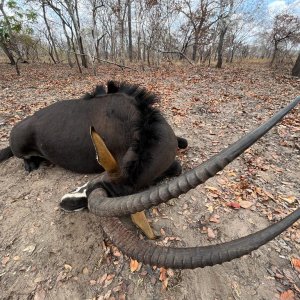 Roosevelt Sable Hunt Selous Tanzania