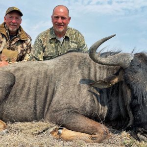 Blue Wildebeest Hunt South Africa