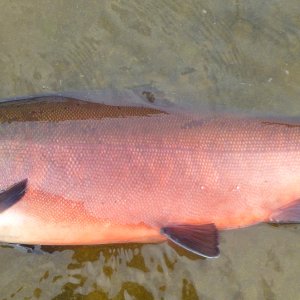 Fishing Salmon Alaska