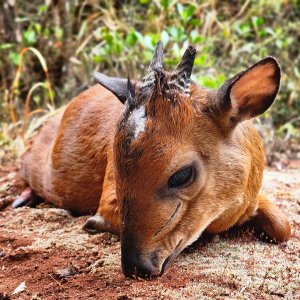 Red Duiker Hunt South Africa