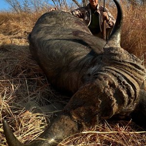 Buffalo Hunt Kariba Zimbabwe