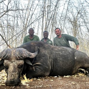 Buffalo Hunting Mozambique