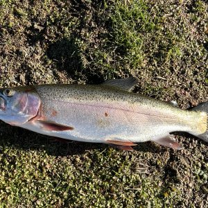 Fishing Rainbow Trout Utah