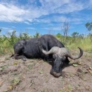 Buffalo Hunting Namibia