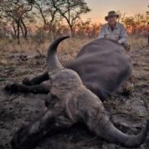 Buffalo Hunting Namibia