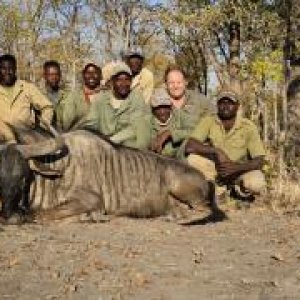 Blue Wildebeest Hunting Namibia