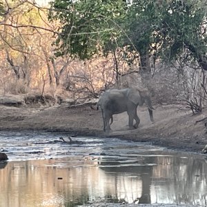 Elephant Mozambique