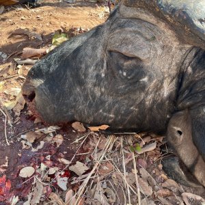 Buffalo Hunting Zimbabwe