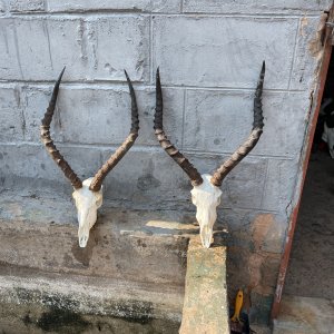 Impala Hunting Zimbabwe