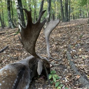 Fallow Deer Hunt Romania