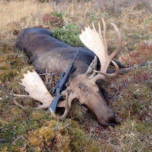 Moose Hunting Alaska