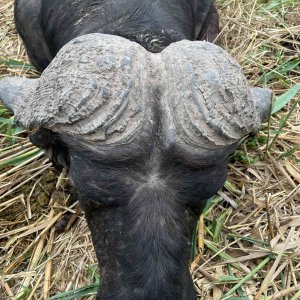 Hunting Buffalo With Scrum Cap In Nambia