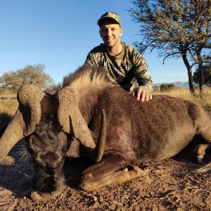 Black Wildebeest Hunt Eastern Cape South Africa