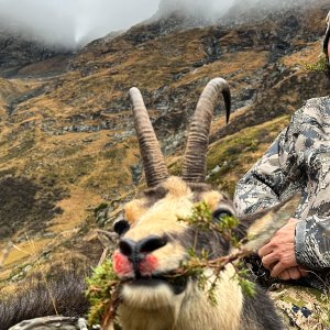 Carpathian Chamois Hunt Romania