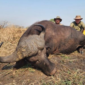 Buffalo Hunt Mozambique