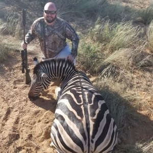 Zebra Hunt Kalahari South Africa