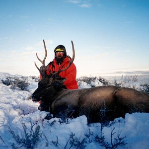 Elk Hunt Colorado