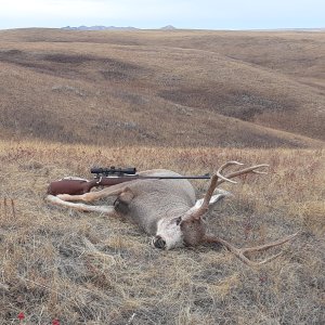 Mule Deer Hunt Canada