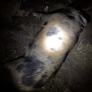 Sugar Cane Boar Hunting Australia