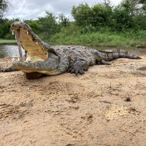 Crocodile Hunt South Africa