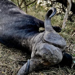 Cape Buffalo Hunt South Africa