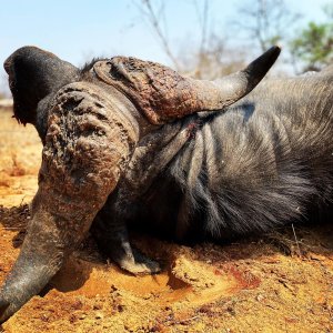 Cape Buffalo Hunt South Africa