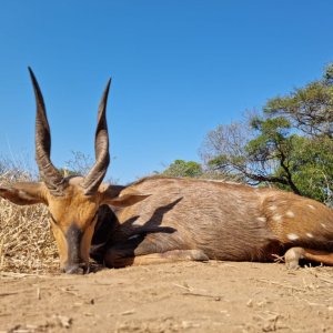 Bushbuck Hunt South Africa