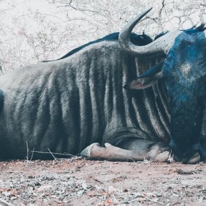 Blue Wildebeest Hunt South Africa