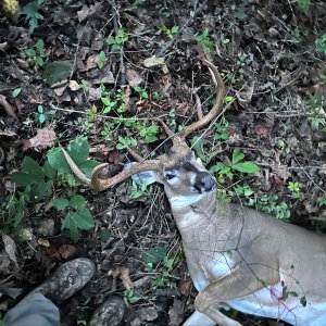 Whitetail Deer Hunt