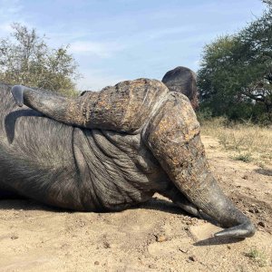 Buffalo Hunt South Africa