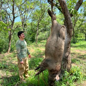 155 Kg Giant Forest Hog Hunt Central African Republic