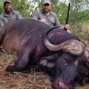 Buffalo Hunting South Africa