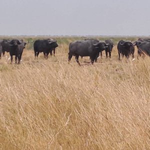 Cape Buffalo South Africa