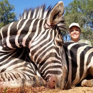 Zebra Hunt South Africa