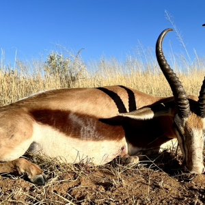 Springbok Hunt Namibia