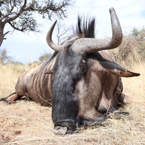 Blue Wildebeest Hunt Namibia