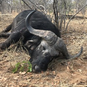 Buffalo Hunt Bwabwata-West Namibia