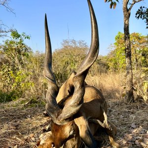 Lord Derby Eland Hunt Cameroon