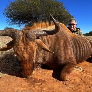 Golden WIldebeest Hunt South Africa